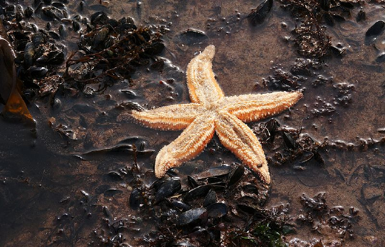  Asterias rubens (Common Starfish)